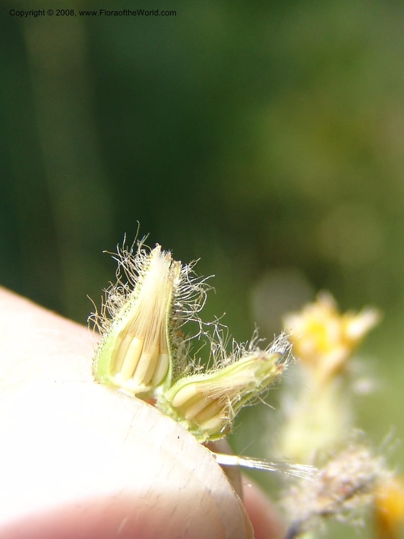 Hieracium scouleri v. albertinum--ID. Valley Co. Sylvan Beach, Reservoir trail. 13 Aug 05. 123.jpg