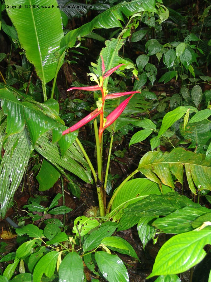 Heliconia aemygdiana v. transandina, Croat94411--Ecuador. Prov. Pichincha. Res. Guaycuyacu. 11 Feb 05. 011.jpg