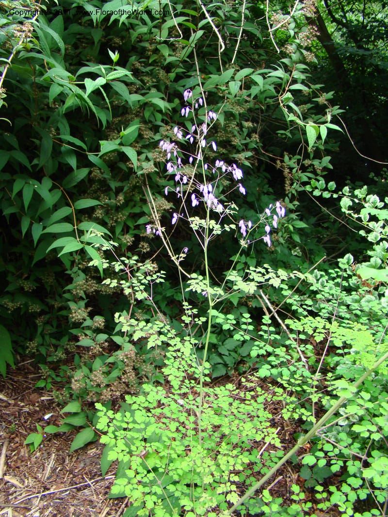Thalictrum delavayi ssp acuminatum--Canada. BC. Univ. BC Bot. Garden. 27 Jul 08. 094.jpg