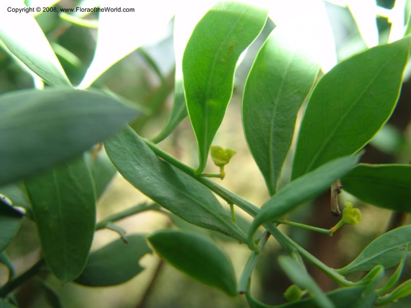 Osyris lanceolata--So.Africa. Mpumal. Buffelskloof Private Nat. Res. 17 Mch 05. 239.jpg