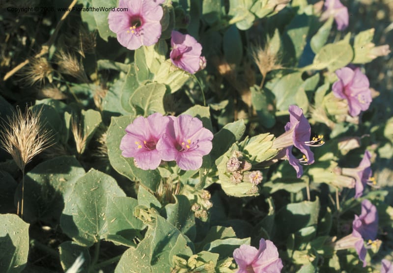 Mirabilis multiflora v pubescens, CDavidson4340--CA. Inyo Co. Rd up Telescope Peak. 9 Jun 76. 001.jpg