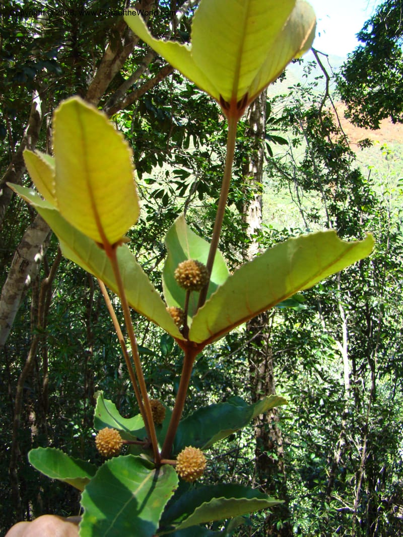 Pancheria gatopense, JMunzinger4658--N.Caled. Dumbea Dam, Dumbea Riv. 11 Nov 07. 158.jpg