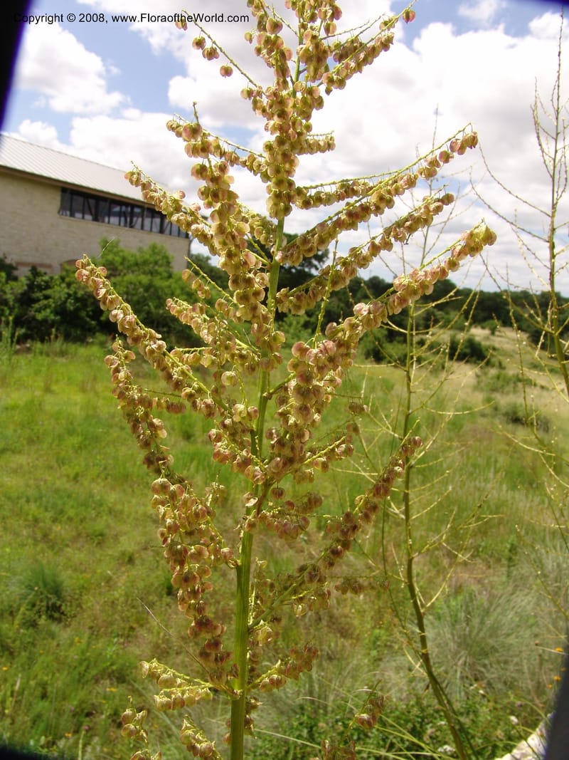 Nolina lindheimeriana--TX. Johnson Wildflower Center. 13 Jun 04. 004.jpg