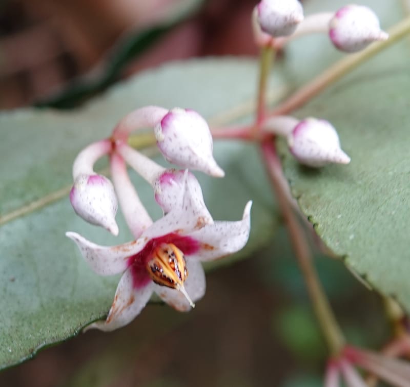 Ardisia virens, D. Boufford 44152--China. Yunnan. Bam Po village. 5 May 2018. DSC02406 (231).JPG