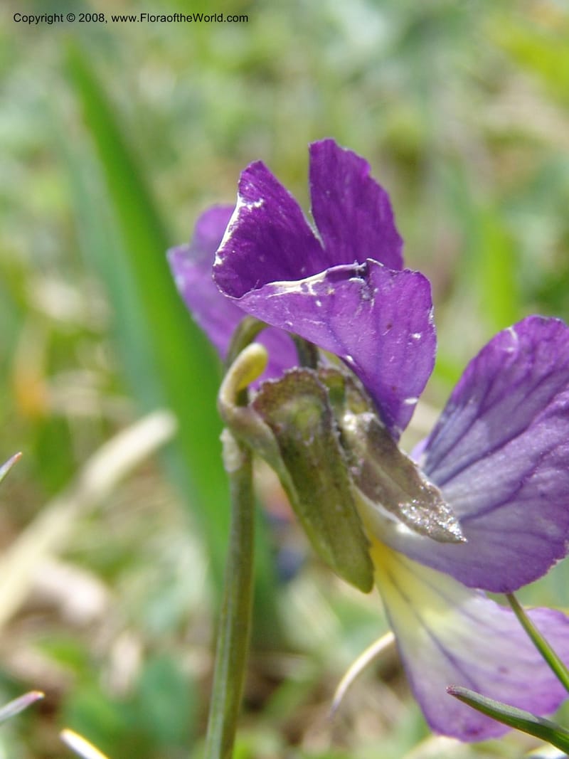 Viola oreades--Georgia. Vic. of Tskhrats'karo Pass. 7 Jun 05. 178.jpg