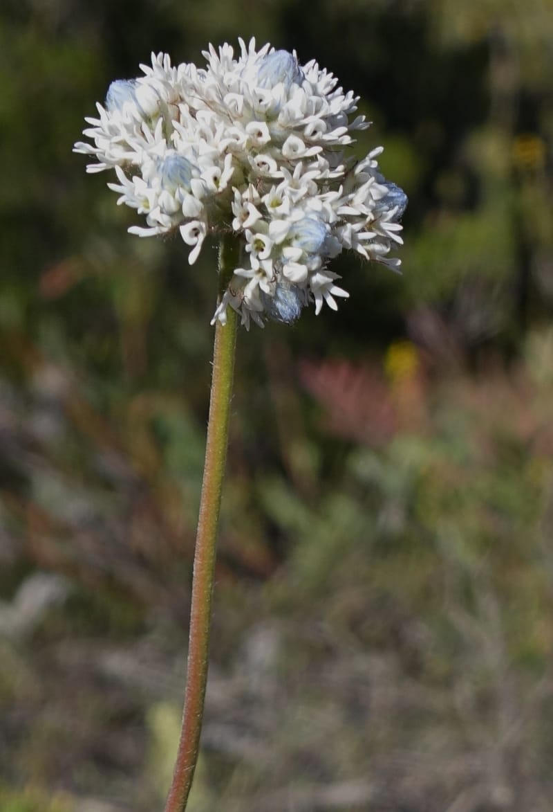 Isopogon dubius, C. Davidson 13384--Australia. W.A. Flora Rd. 22 Oct 2016. DSC03739 (199).JPG