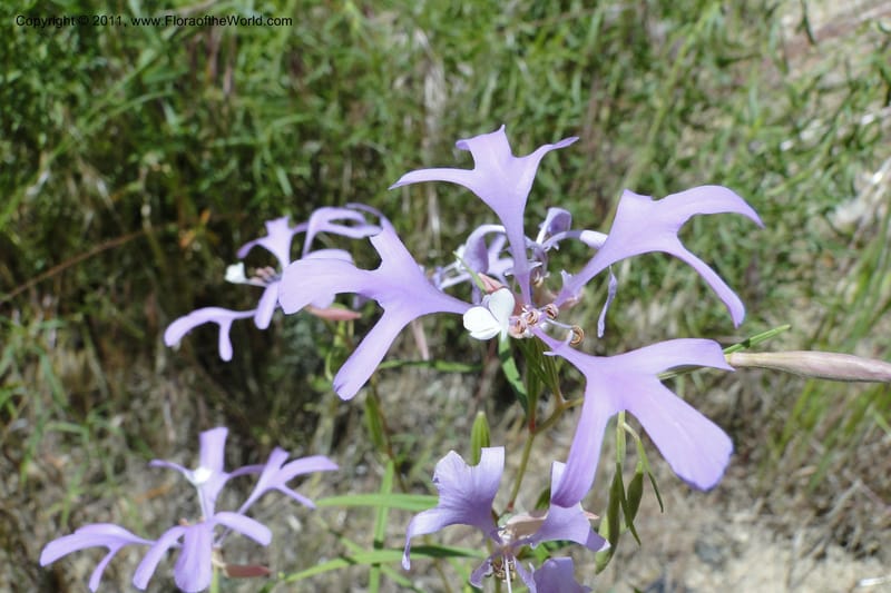 Clarkia pulchella, C. Davidson 11854--Oregon. Malheur Co. Leslie Gulch. 30 June 2011. 249 (8).jpg