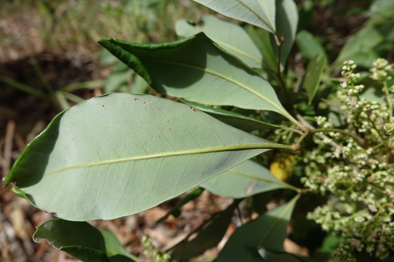Guioa semiglauca, Davidson, C 13334--Australia. Qld. Austinville Rd. 17 Oct 2016. DSC02705 (33).JPG