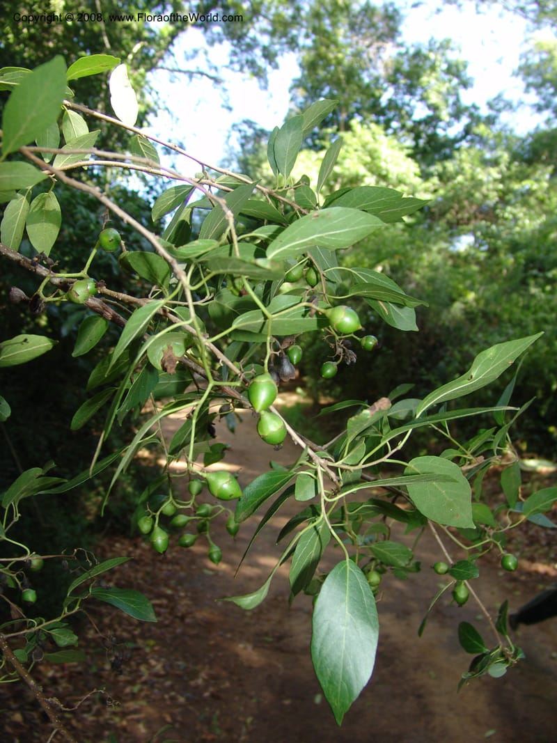 Cordia caffra, Z.Rogers916--Madag. Prov. Toliara. Barenty Private Res. 21 Jan 06. 119.jpg