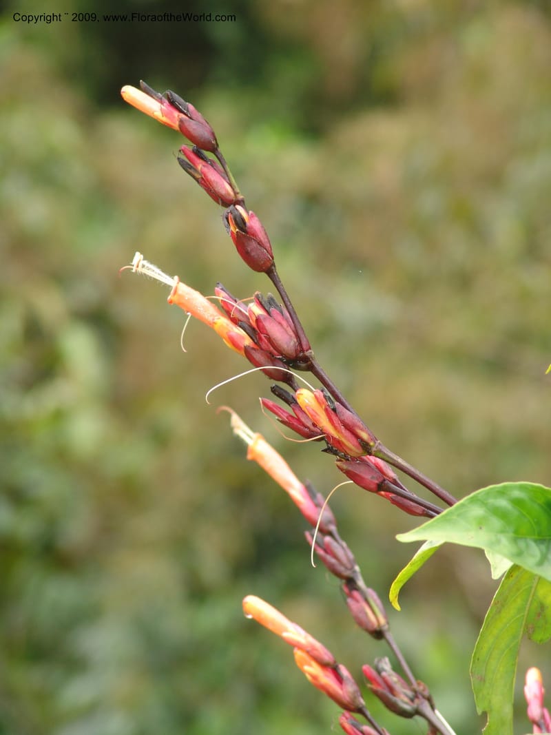 Sanchezia, DNeill15708--Ecuador. Prov. Zamora Ch. Rio Nangaritza ca Las Orquideas. 15 Sep 07. 063.jpg