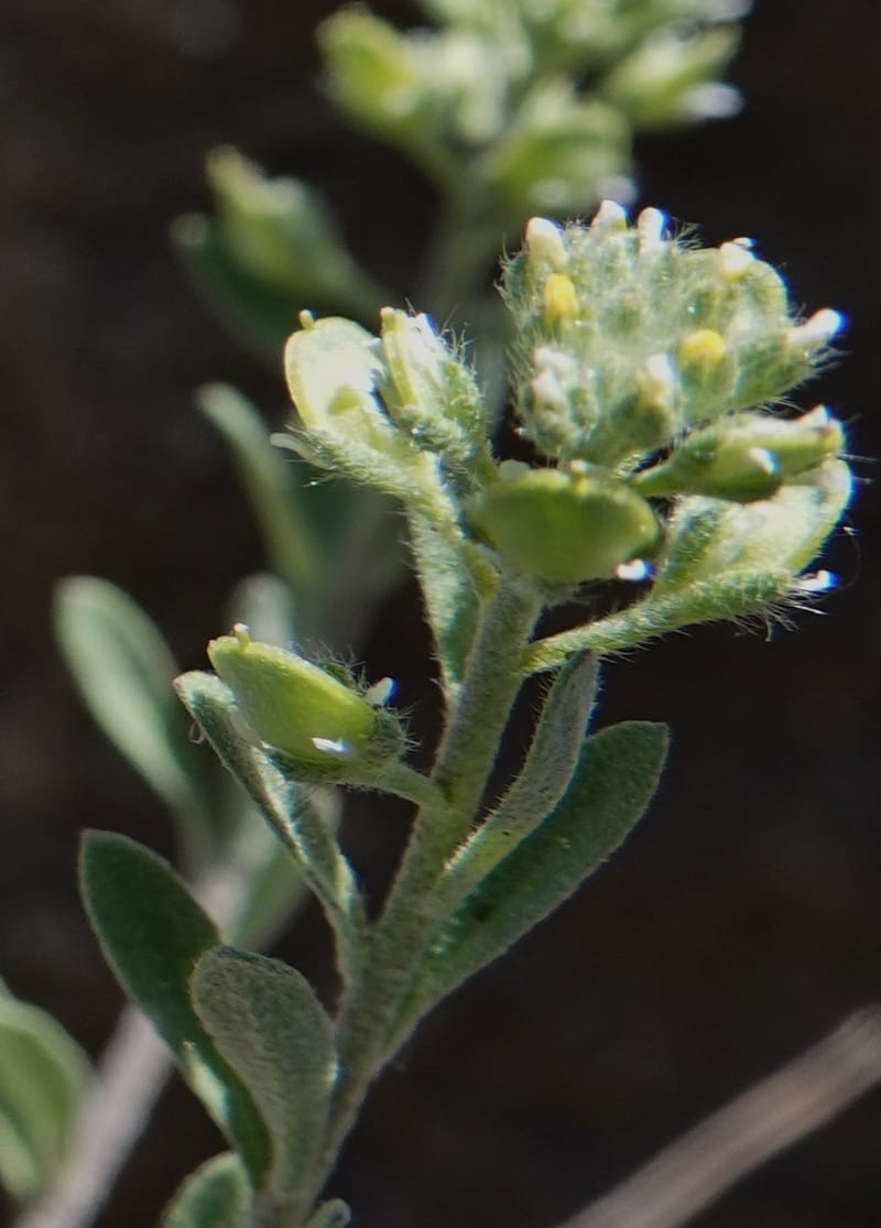 Alyssum alyssoides, C. Davidson 13796--Oregon. Union Co. Hwy 82, near summit. 6 Jun 2018. DSC05441 (71).JPG