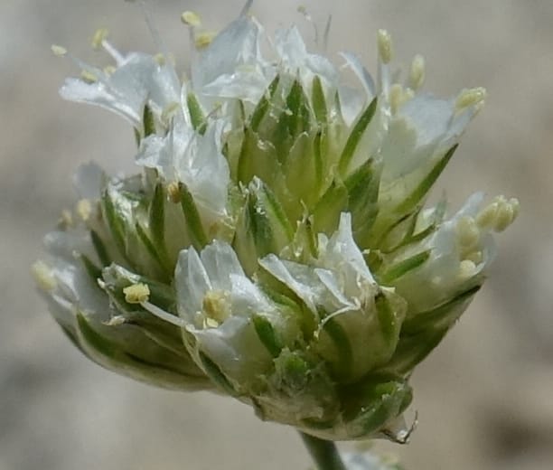 Eremogone congesta, C. Davidson 13712--ID. Boise Co. Scott Mtn. L.O. rd. 15 July 2017. DSC03279 (116).JPG