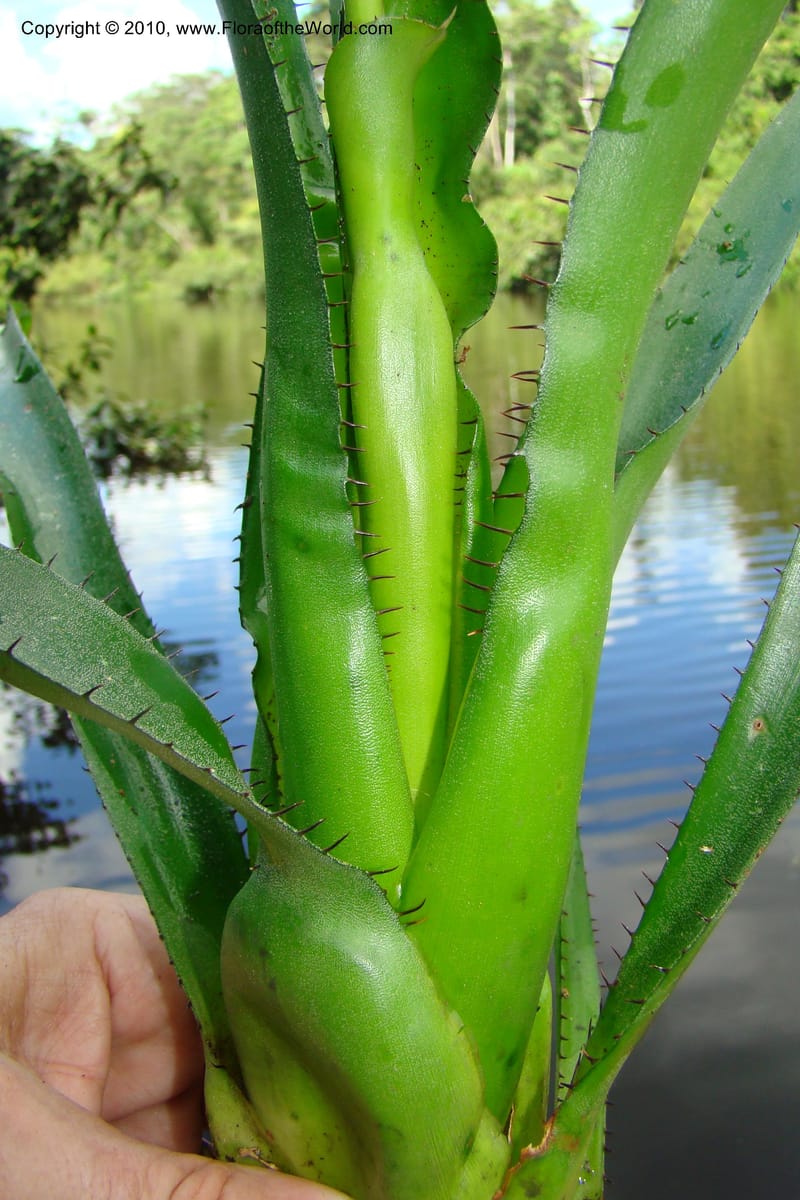 Aechmea, R. Vasquez 34537--Peru. Pacaya Samiria. Yantacocha. 5 Nov 08. 472.jpg