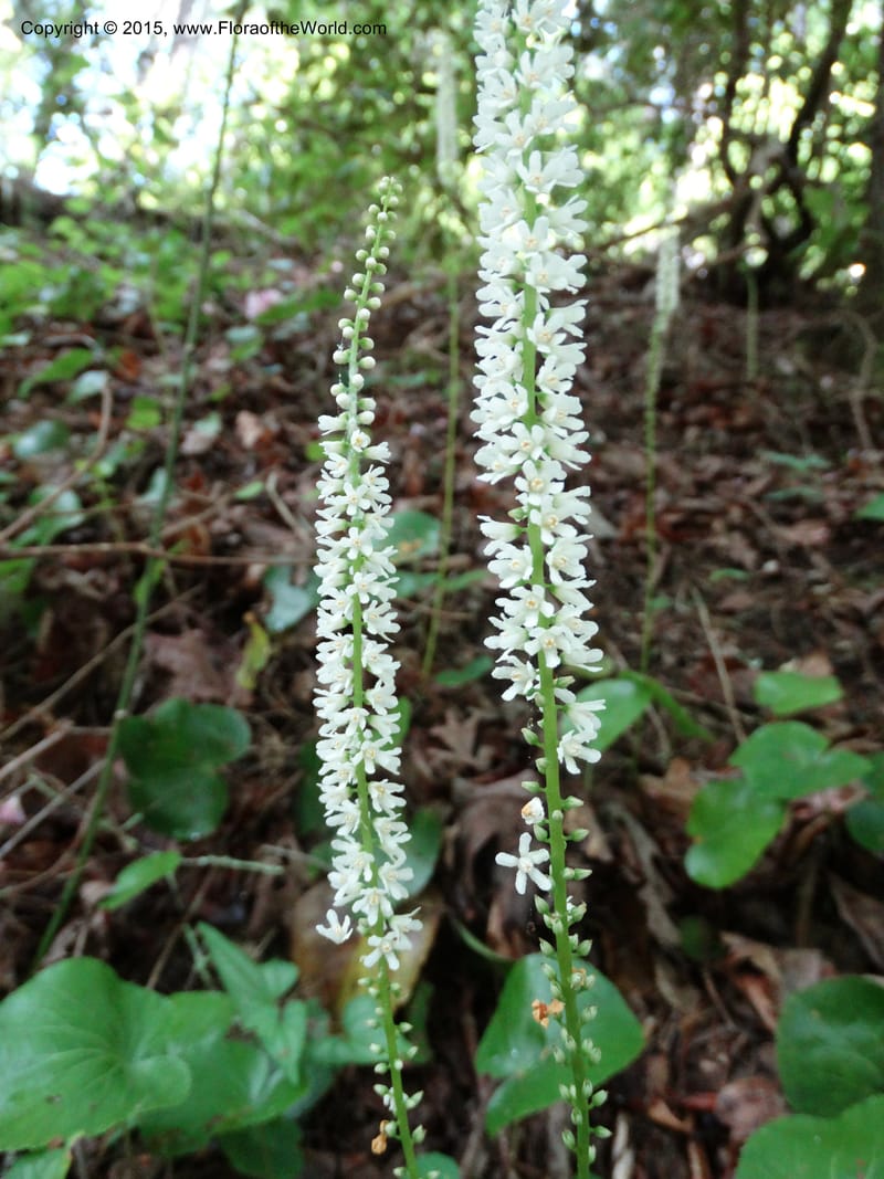Galax urceolata, Davidson, C 13049--South Carolina. Oconee Co. Brasstown Cr. 19 May 2015. DSC06413 (169).JPG