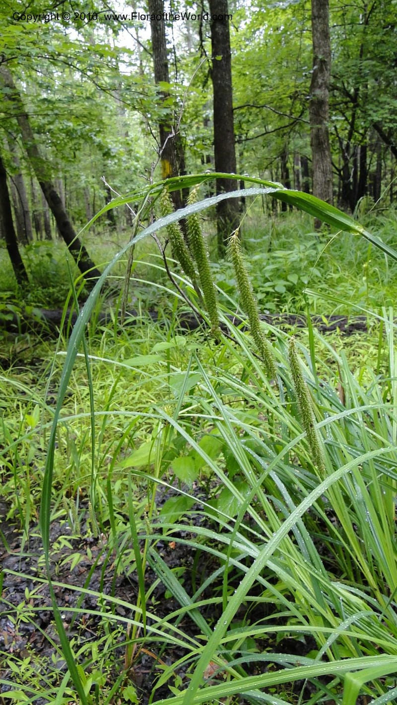 Carex, Mori 27442--North Carolina. Wake Co. Falls Lake. 25 May 2010. 078 (39).jpg