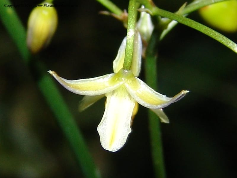 Dianella ensifolia, ROR1594--Madag. Parc Nat. Montagne d'Ambre. 11 Nov 06. 387.jpg