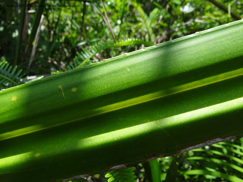 Pandanus kamiae, Callmander, M 1021--Sabah. Klias Forest Reserve. 3 Apr 2012. DSC06489 (104).JPG