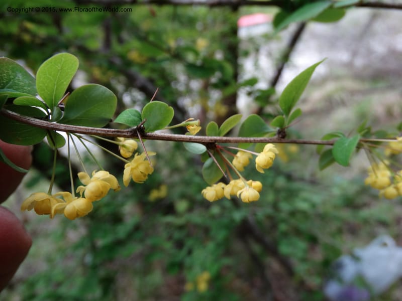 Berberis, Boufford, D 43610--China. Sichuan. ShaShiDuo. 8 May 2014. DSC04232 (220).JPG