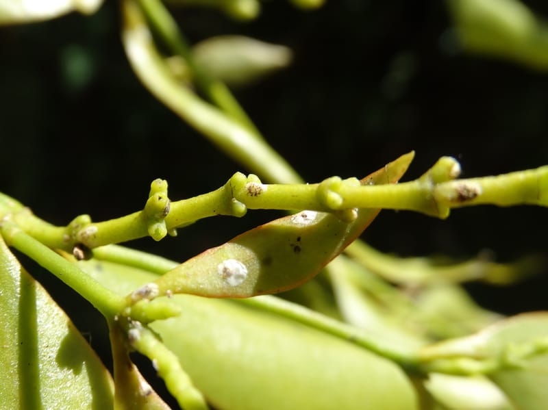 Ginalloa arnottiana, Davidson, C 12928--Sabah. Near generation plant. 28 Mar 2015. DSC01259 (20).JPG