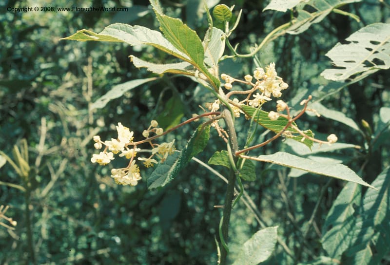 Saurauia, Davidson5030--Bolivia. Nor Yungas. 12 km W of Unduavi. 15 Nov 76. 001a.jpg