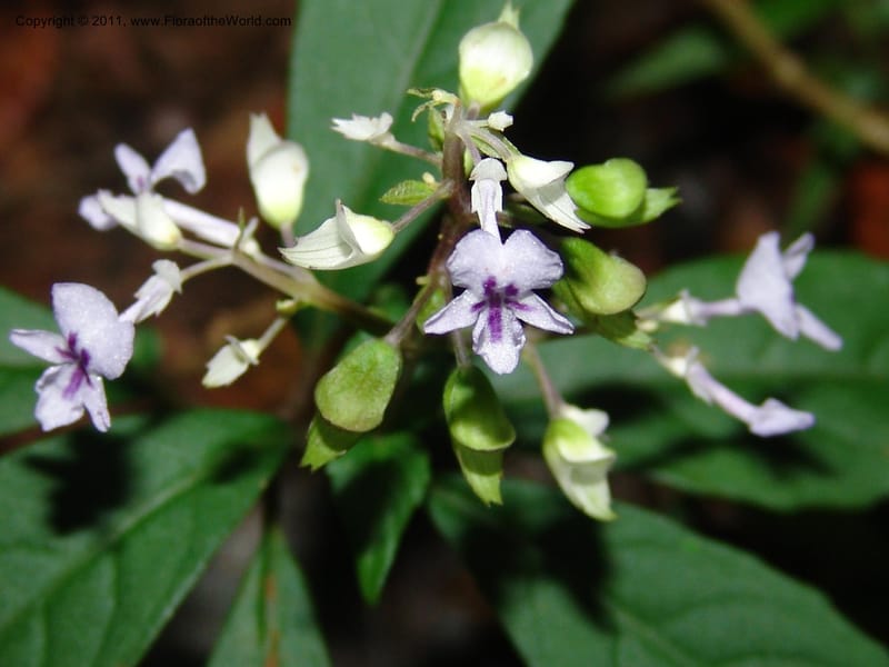 Plectranthus, ROR1600--Madag. Parc Nat. Montagne d'Ambre. 11 Nov 06. 403.jpg