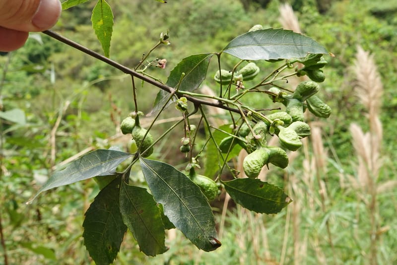 Delavaya toxocarpa, D. Boufford 44087--China. Yunnan. Xinshao Village. 28 Apr 2018. DSC00001 (19).JPG