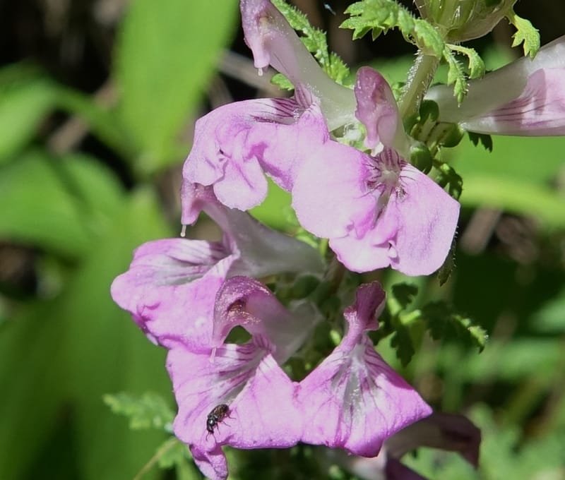 Pedicularis pseudomelampyriflora, C. Davidson 13757--China. Sichuan. Yibailingba-gou. 12 Aug 2017. DSC04660 (591).JPG