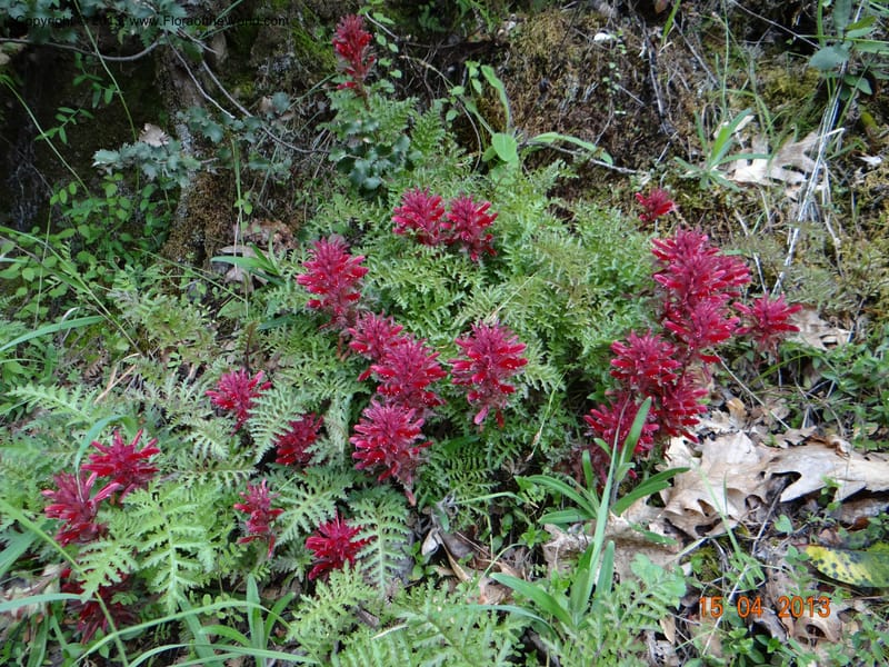 Pedicularis densiflora, Davidson, C 12118--USA, CA, Trinity Co.  15 Apr 2013  9916 (3).JPG