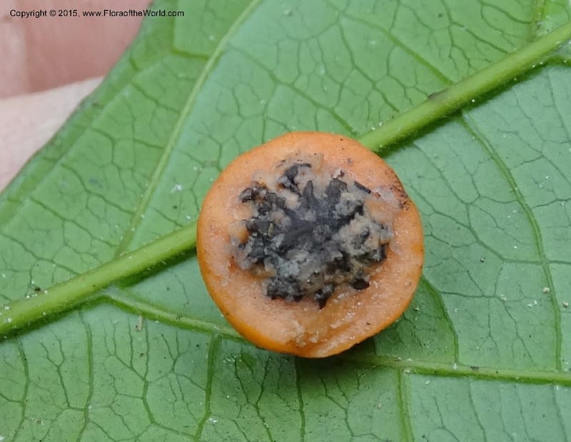 Microdesmis puberula, Davidson, C 12337--Cameroon. Mokoko For. Res. 20 Mar 2014. DSC02622 (45).JPG