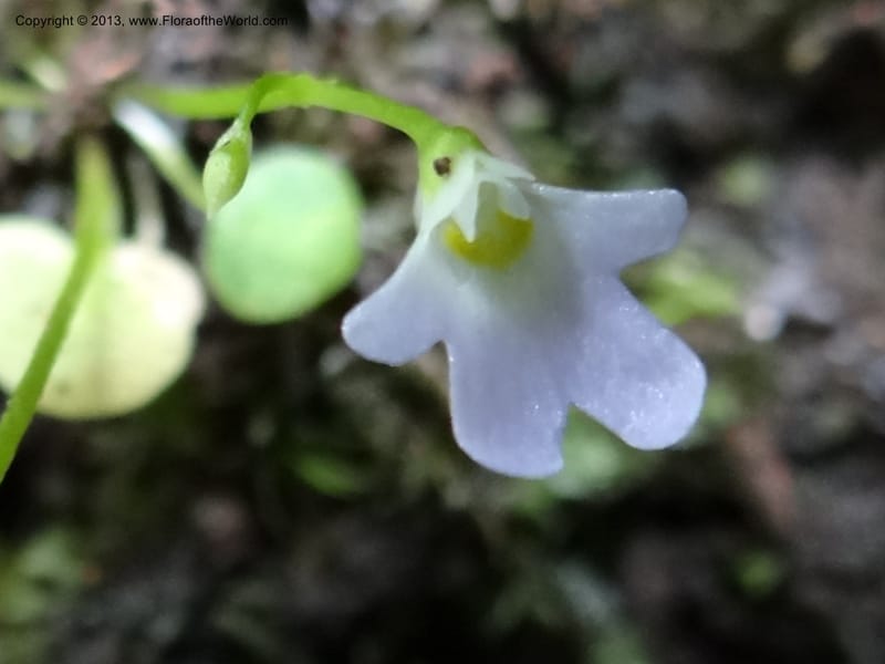 Utricularia, VC 5533--Thailand. Chiang Mai Prov. Doi Pha Hom Pok Nat. Park. 10 Nov 2012. DSC08349 (133).JPG