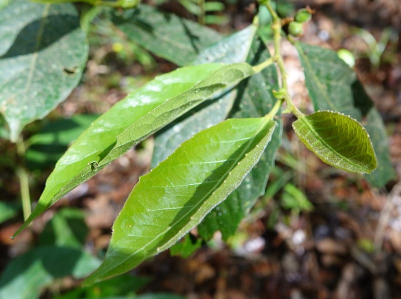 Aporosa dioica, D. Boufford 44137--China. Yunnan. Pu Wen to Da Du Gang on G213. 4 May 2018. DSC01724 (165).JPG