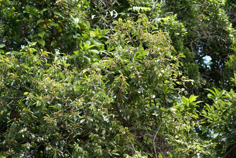 Elaeocarpus, Munzinger, 4760,--New Caledonia, Prov N, Les Trois Creeks,  13 Nov 2007, 027 (6).JPG