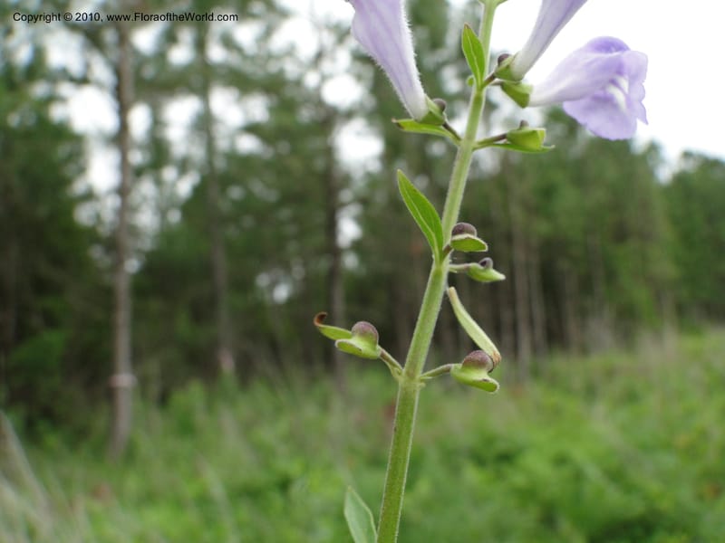 Scutellaria integrifolia, Mori, S 27426, USA, North Carolina, Jones Co, Catfish L Rd 10.5 miles from jct with Hwy 58, E of Maysville, 23 May 2010 (22).JPG