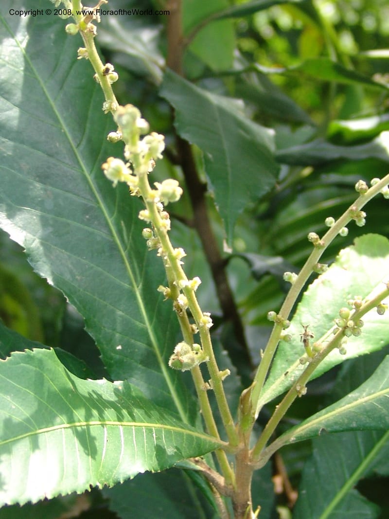 Argomuellera macrophylla--So. Africa. Lowveld Nat. Bot. Gard. 14 Mch 05. 409.jpg