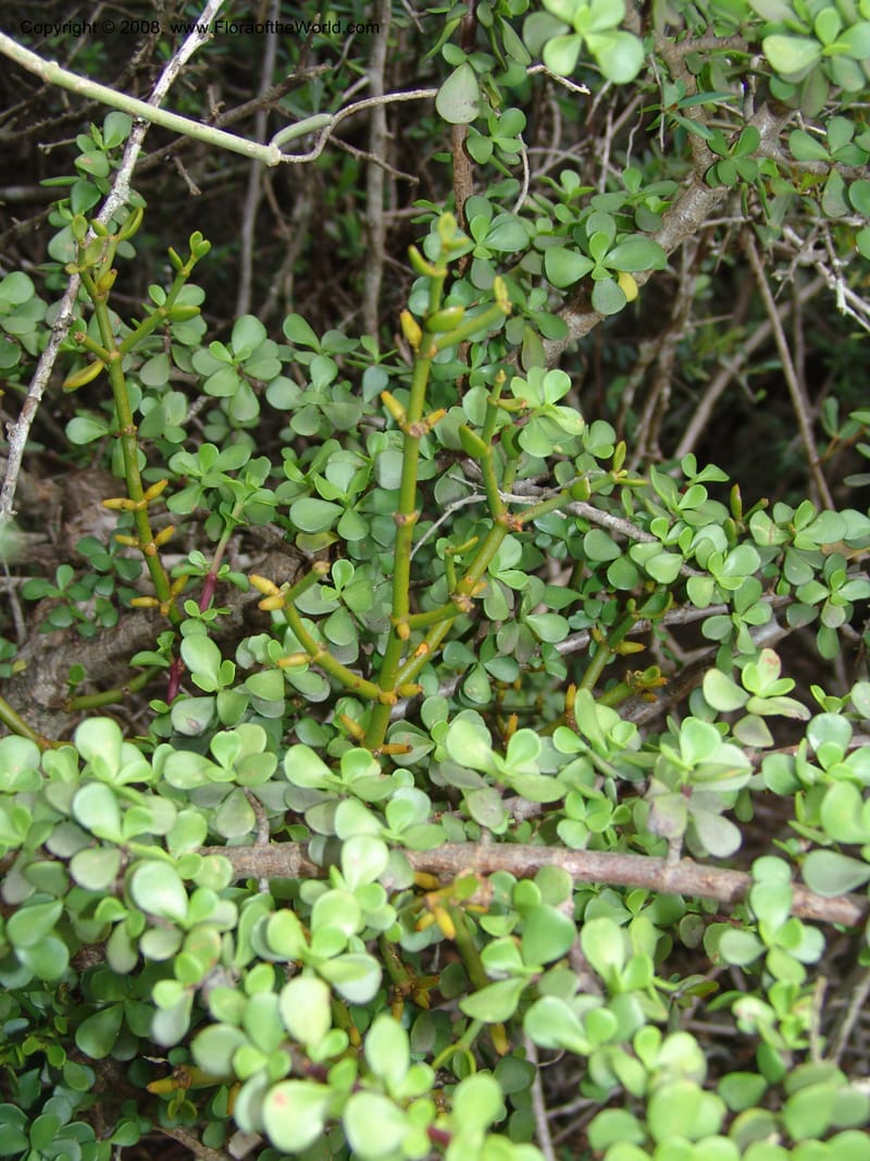 Viscum crassulae--So.Africa. E. Cape. Uitenhage Nat. Res. 6 Mch 05. 167.jpg