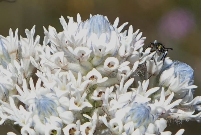 Isopogon dubius, C. Davidson 13384--Australia. W.A. Flora Rd. 22 Oct 2016. DSC03739 (195).JPG