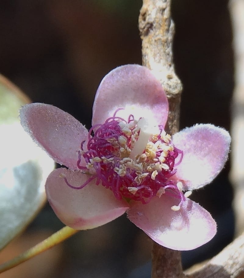 Archirhodomyrtus, Callmander, M 1272--New Caledonia. PinPin. 20 Nov 2015. DSC03938 (243).JPG