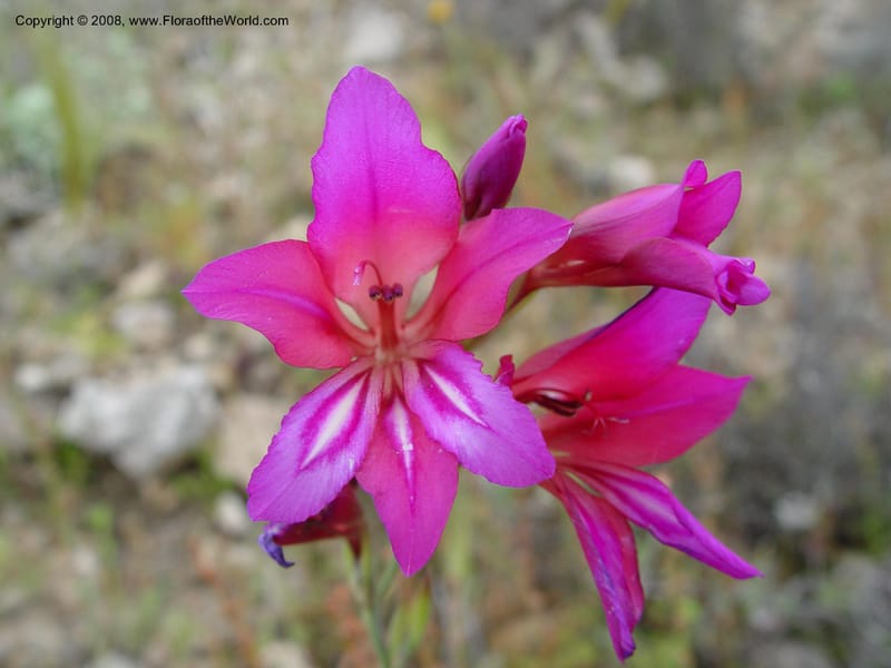 Gladiolus illyricus--Spain. Almeria Prv. Cabo de Gata. Playa de Playazo. 16 Apr 04. 148.jpg