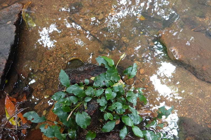 Anubias, C. Davidson 13942--Gabon. Maurel & Prom Oil Rd. 2 Nov. 2018. DSC01376 (50).JPG