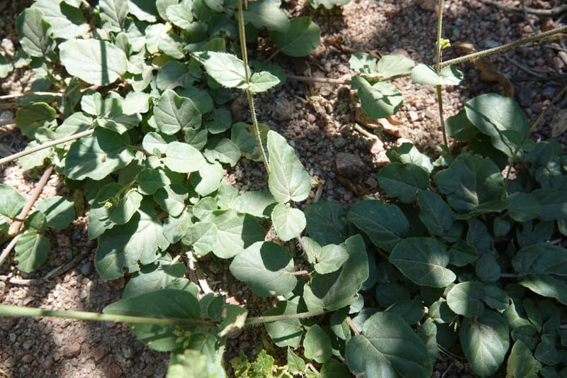 Boerhavia diffusa var. leiocarpa, Fortunato 13150--Argentina. S. of San Augustin. Las Bretes. 8 Feb 2018. DSC09370 (228).JPG