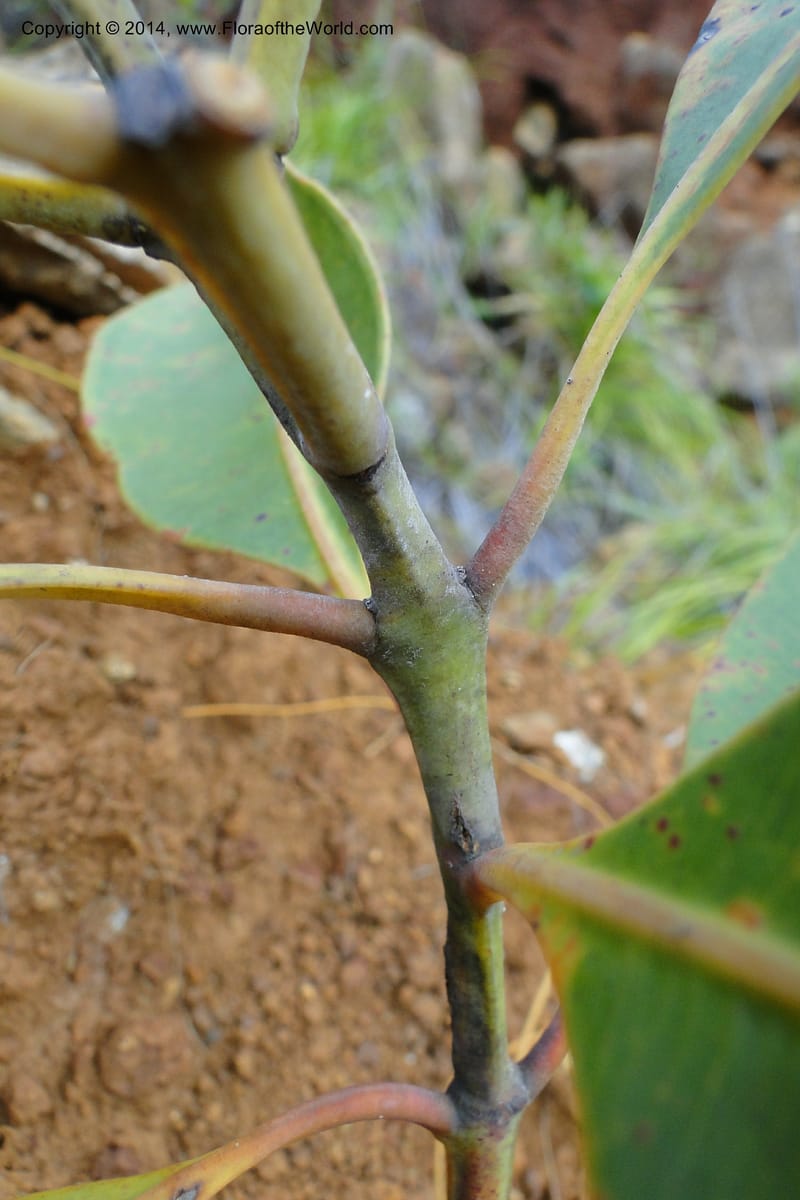 Syzygium kriegeri, J. Munzinger 6591--New Caledonia. Mine St. Louis Boulinda. 18 Feb 2011. 155 (8).jpg