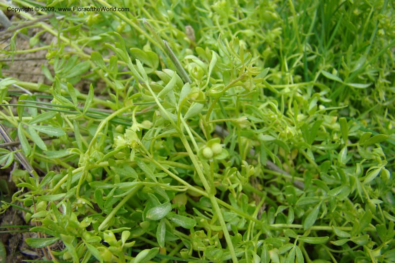 Floerkea proserpinacoides, C. Davidson 11326--Idaho. Elmore Co. Black's Cr. Rd. 1 May 2009 129.jpg