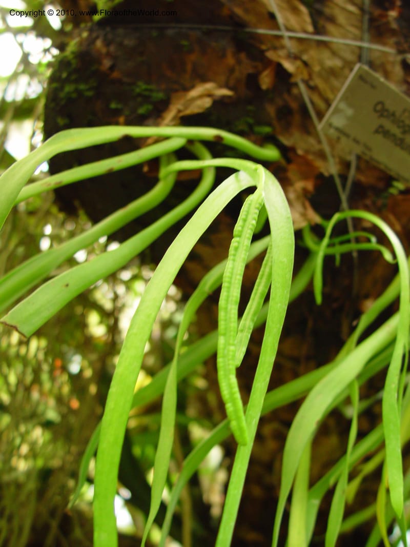 Ophioglossum pendulum. ID3867-12978--Florida. Miami-Dade Co. Fairchild Tropical Garden. 15 Jan. 03. 121.jpg