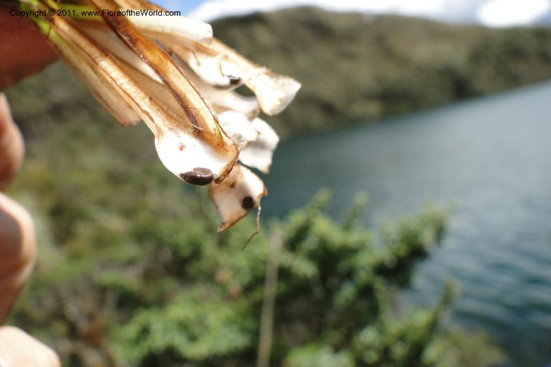 Isoetes, Ulloa 2110--Ecuador. P. N. Sangay. 6 June 2011. 318 (4).jpg