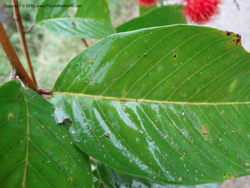 Lepisanthes, Buerki, S 368--Sabah. Sg. Mokodou. 12 Oct 2014. DSC04629 (43).JPG
