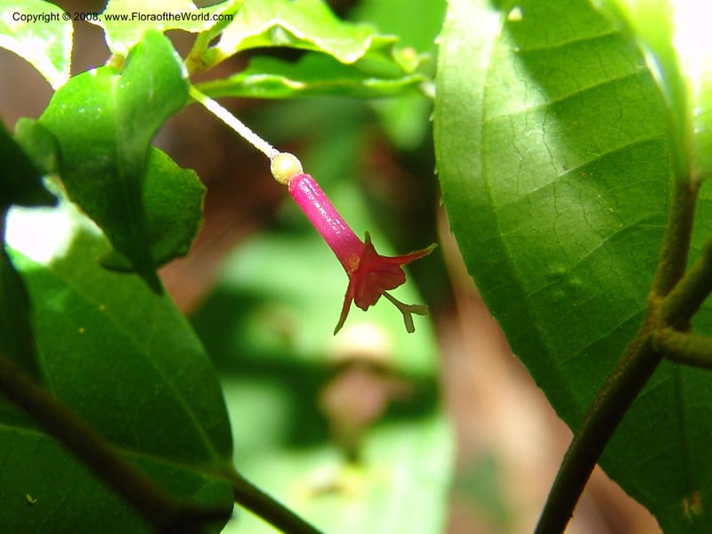 Fuchsia--MX. Chiapas. Trail to El Triunfo Biosphere Pres. 9 Nov 04. 093.jpg