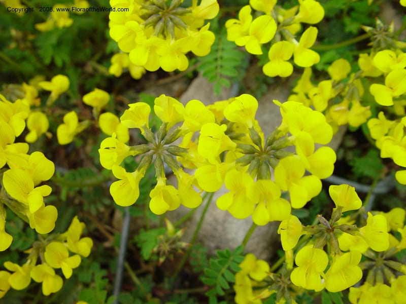 Coronilla--Italy. Abruzzo. Eremi di San Bartolome. 10 May 02. 016.jpg