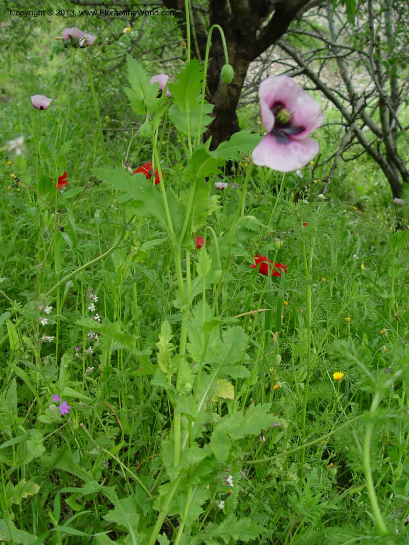 Papaver somniferum--Spain. Gran.Prv. 10 km S Jct. Albondon-Albunol, C333. 1 (22).jpg