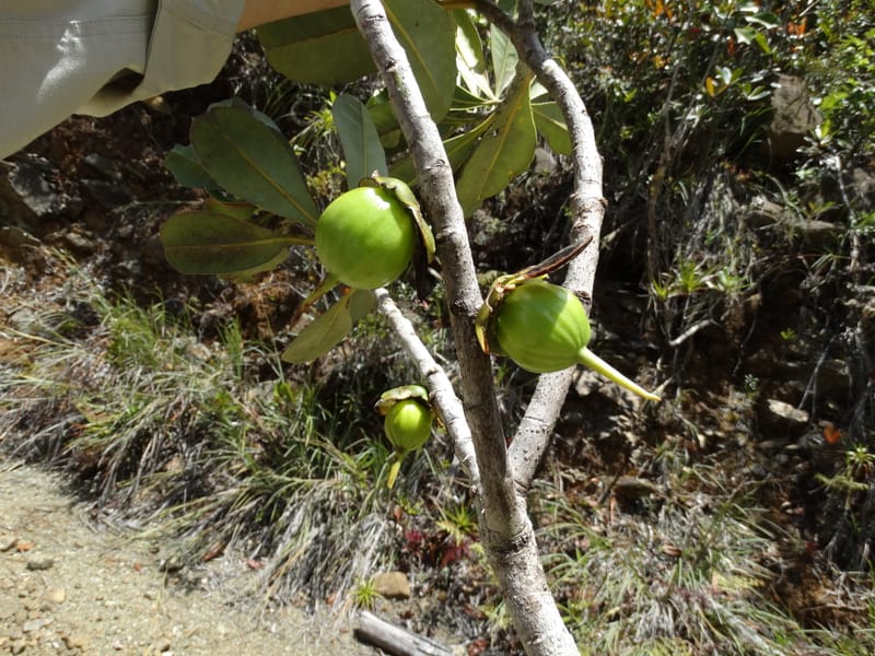 Strasburgeria robusta, Lowry, P 7371--New Caledonia. Mont Dzumac. 12 Nov 2015. DSC01563 (219).JPG