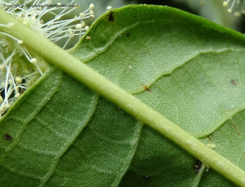 Foliage and catkin axis with staminate flowers in extreme close-up